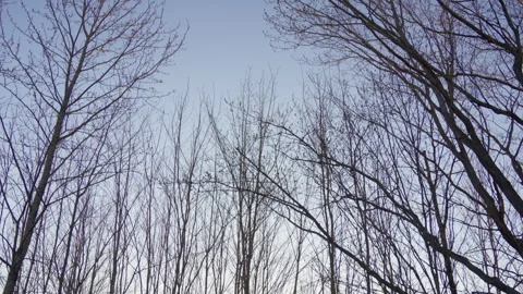 Sky sunset sunrise with bare trees and branches silhouette hand held tilting Stock Footage 275303307