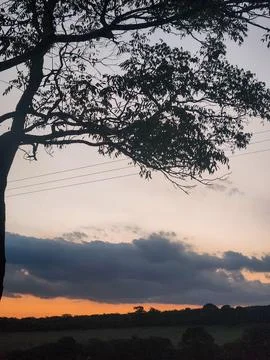 Sky at sunset with tree silhouette. Stock Photos