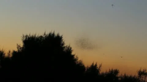 Sky Swarm Scenic Stock Footage 11162585