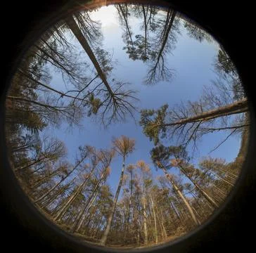 Sky with tall trees surrounded created with a fisheye lens Stock Photos