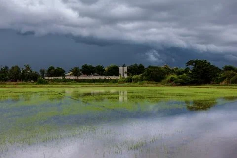 Sky terrible clouds clumping rain began to fall late in the rice Stock Photos