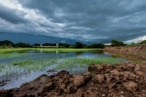 Sky terrible clouds clumping rain began to fall late in the rice Stock Photos