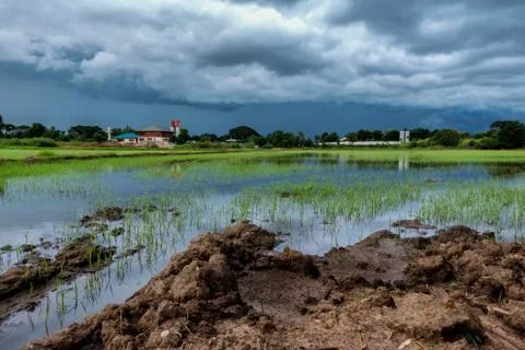 Sky terrible clouds clumping rain began to fall late in the rice Stock Photos