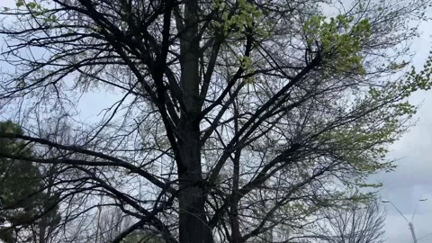 The sky through the almost bare branches of trees. Spring. Stock Footage 238373726
