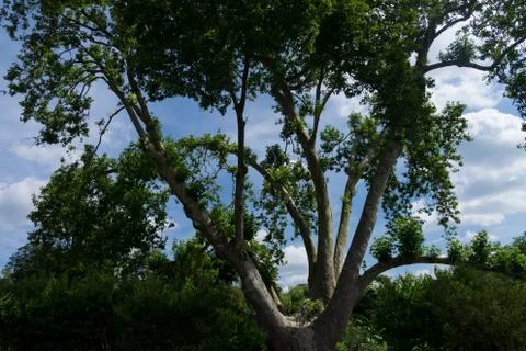 Sky through an ancient big tree Stock Photos