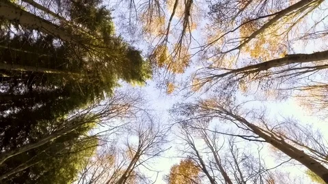 Sky through autumn forest Stock Footage 69902794