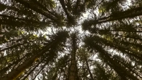 Sky through autumn forest Stock Footage 69902939
