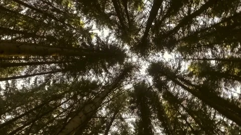 Sky through autumn forest Stock Footage 69903321