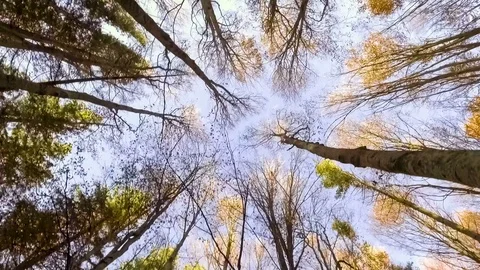Sky through autumn forest Stock Footage 69903338