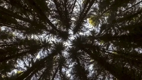 Sky through autumn forest Stock Footage 69903423