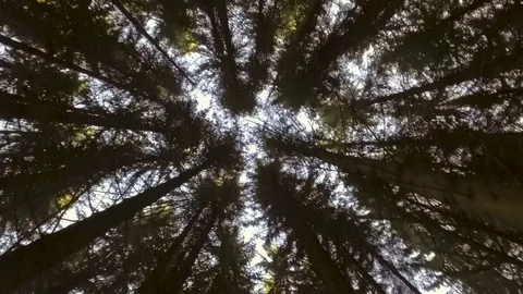 Sky through autumn forest Stock Footage 69903606