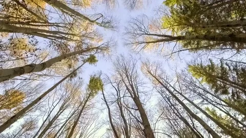 Sky through autumn forest Stock Footage 69903696