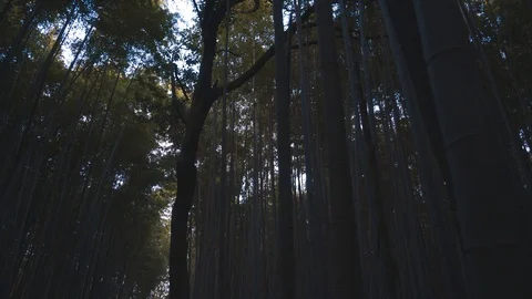 Sky Through Bamboo Forest Crone in the evening Stock Footage 111906773