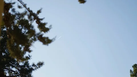 Sky through the branches Stock-Footage 86510428