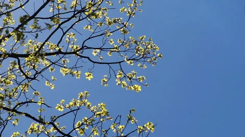 The sky through the branches Stock Footage 157991273