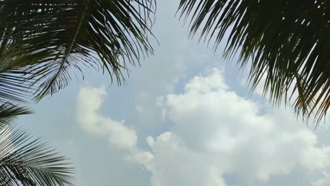Sky through coconut leaves Stock Footage 149258566