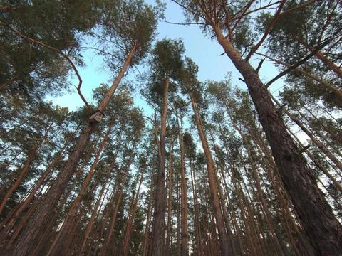 The sky through the forest 2 Stock Photos