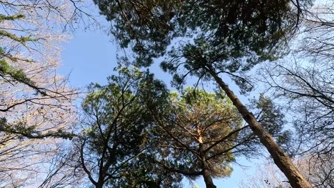 Sky Through Forest Perspective Trees Background Stock Footage 339971208