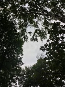 Sky through Forest Foto stock