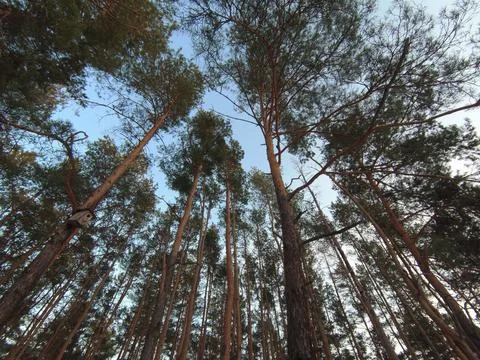 The sky through the forest Stock Photos