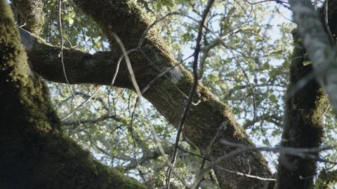 Sky Through Forest Trees Stock Footage 85823592