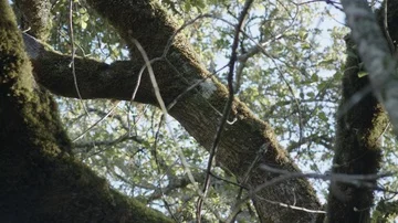 Sky Through Forest Trees 스톡 동영상 85823840