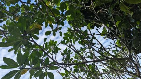 Sky Through Frangipani Stock Photos