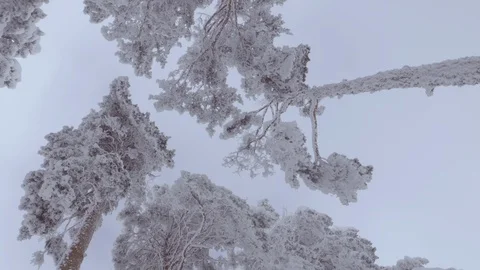 Sky through frozen trees in winter forest. Nature background Stock Footage 86218206
