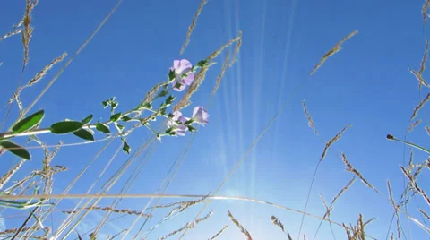 Sky Through Grass Flower HD Stock Footage 30128879