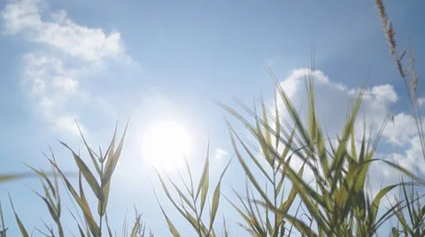 The sky through the grass Video stock 68948008