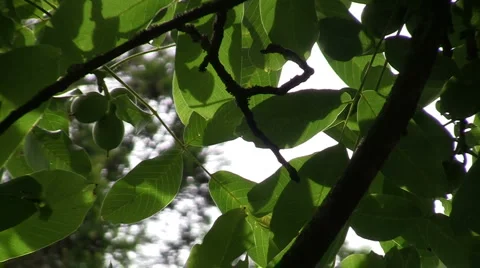 Sky through green leaves Stock Footage 6531482