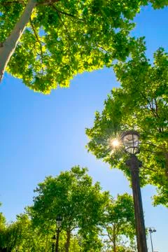 The sky through green tree branches and street lamps, Paris, copy space Stock Photos