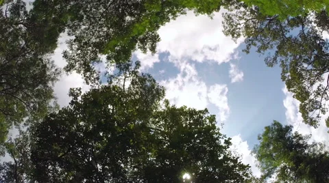 Sky through jungle trees, steadicam shot Stock Footage 46235093