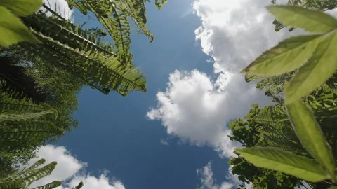 Sky through leaves of grass and fern. Stock Footage 157124575