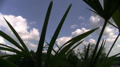 Sky through the palm Stock Footage 6492877