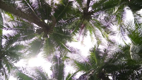 Sky through palm trees on a cloudy day. 스톡 동영상 240474215
