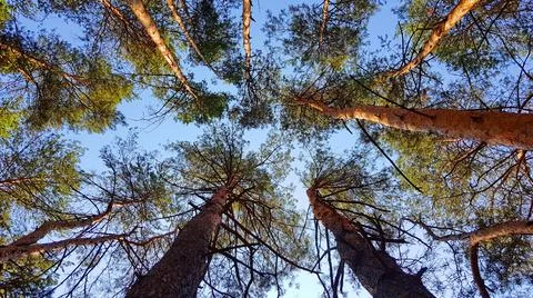 Sky Through Pine Trees Stock Photos