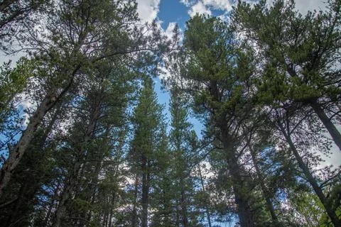 Sky through pine trees Stock Photos