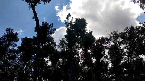 Sky Through the Pines Stock Footage 341799609