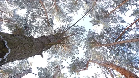 The sky through the snowy trees. View of the blue sky through the winter forest Stock Footage 312724582