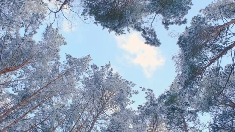 The sky through the snowy trees. View of the blue sky through the winter forest Stock Footage 312724704
