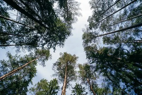 Sky Through Tall Pine Trees Stock Photos
