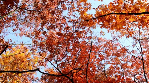 Sky through the tops of autumn trees Stock Footage 32017006