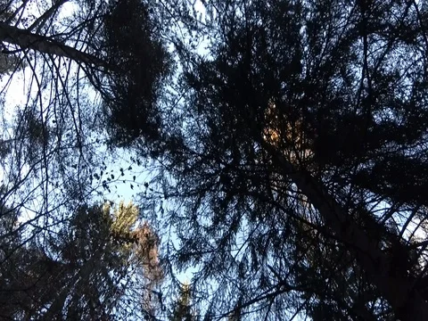 Sky Through Tree Branches, Autumn Forest, Trentino, Italy, Flat Color Stock Footage 83584402