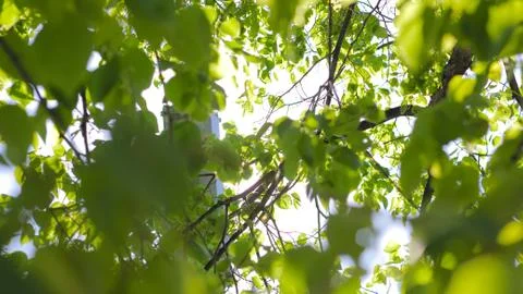 Sky through Tree Leaves Stock Photos
