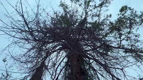Sky through trees Stock Footage 141230700