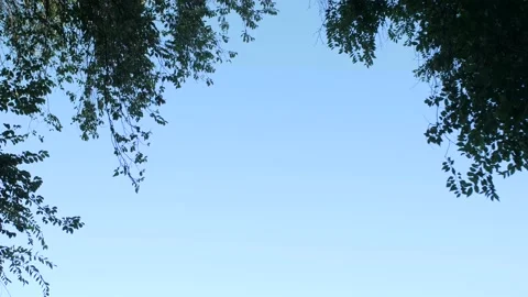 Sky through the trees Stock Footage 169173553