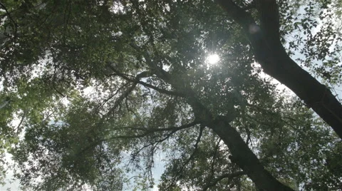 Sky Through Trees with Lens Flare 库存影片 50410890