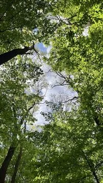 Sky through the trees. Low angle. Dense green foliage. Stock Photos