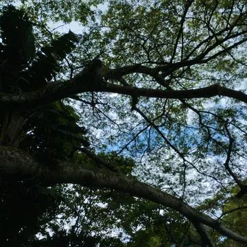 Sky through the trees Stock Photos